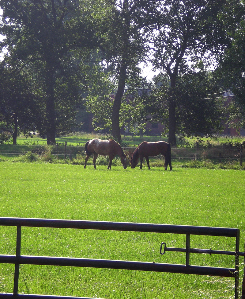 Afbeelding paard