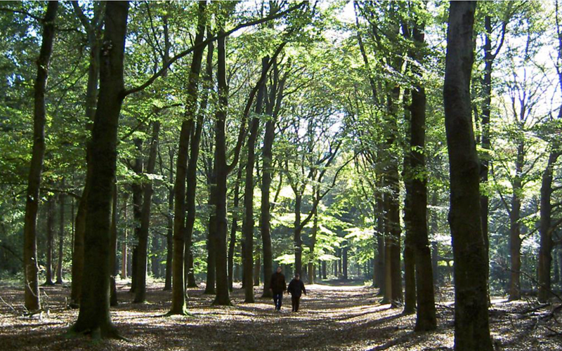 Wandelen